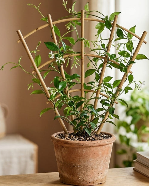 Oravox Fan Shape Plant Trellis Wood 16 in Natural
